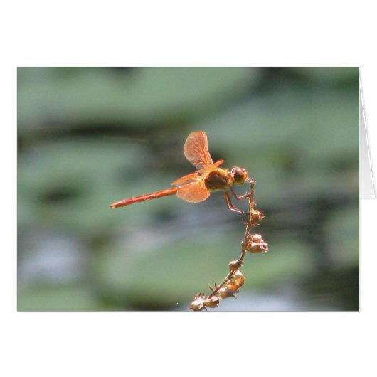 Dragonfly Fire Cards (Front Horizontal)
