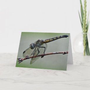 Dragonfly Greeting Card, Blank Inside Card