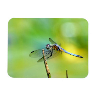 Dragonfly Hang On! Magnet