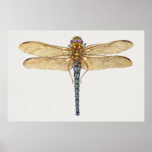 Dragonfly Illustration Poster