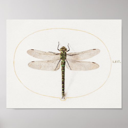 Dragonfly Illustration Poster