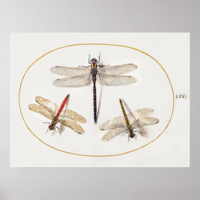 Dragonfly Illustration Poster (Front)