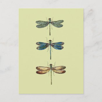 Dragonfly Illustrations Postcard by ThinxShop at Zazzle
