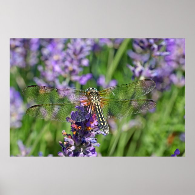 Dragonfly in Lavender Garden Poster (Front)