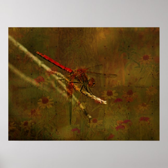 Dragonfly in the Garden Poster (Front)