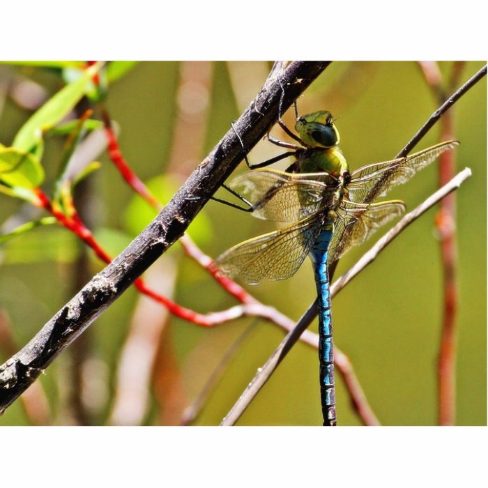 Dragonfly Insect Photo Cutout