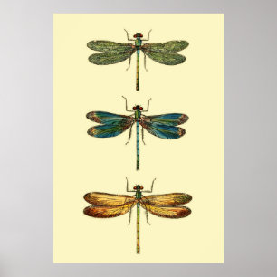 Dragonfly Insects Collection Poster