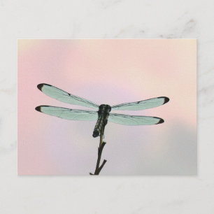 Dragonfly ion Pastels Postcard