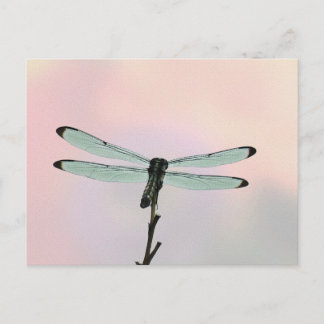 Dragonfly ion Pastels Postcard