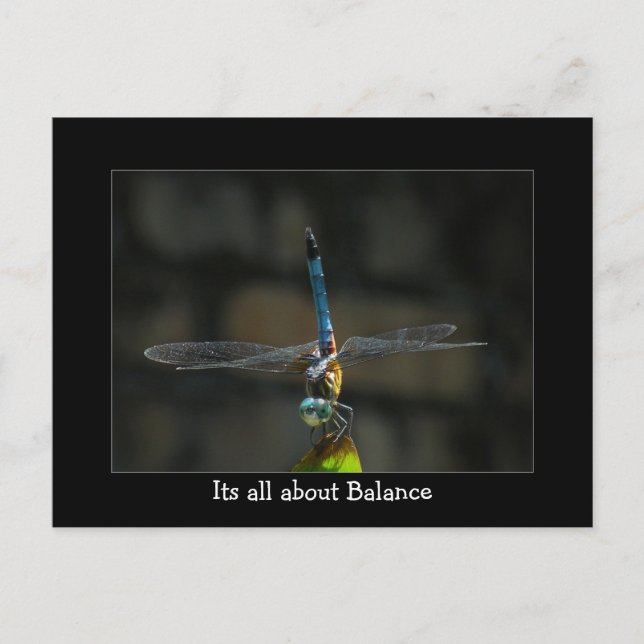 Dragonfly It's About Balance Postcard (Front)