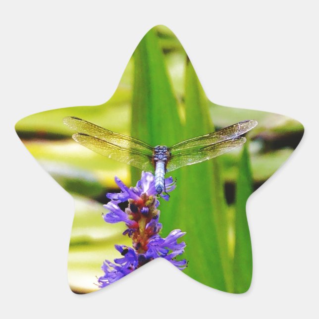 Dragonfly lotus and purple flower star sticker (Front)