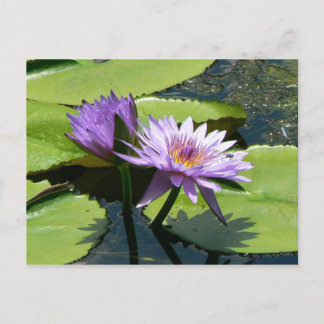 Dragonfly Lotus Postcard