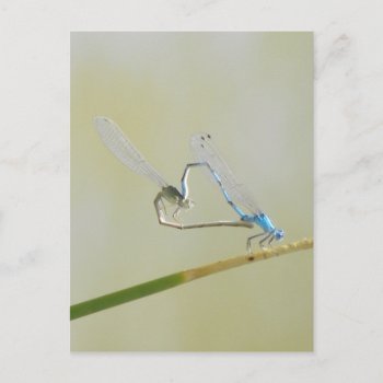 Dragonfly Love Postcard by abadu44 at Zazzle