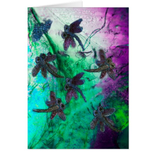 Dragonfly Magic Cards (Front)