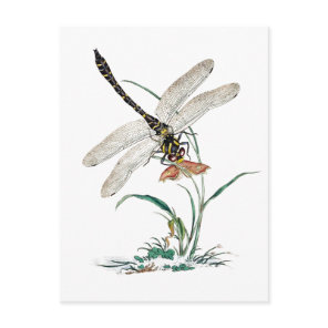 Dragonfly Magic Postcard