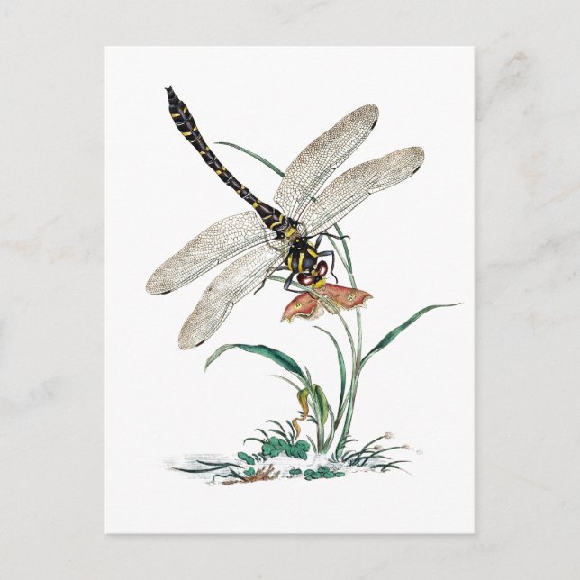 Dragonfly Magic Postcard (Front)