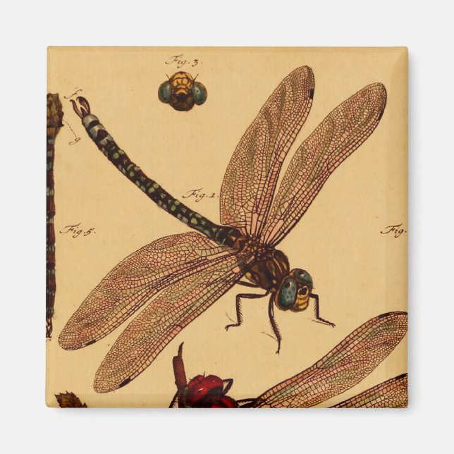 Dragonfly Magnet (Front)