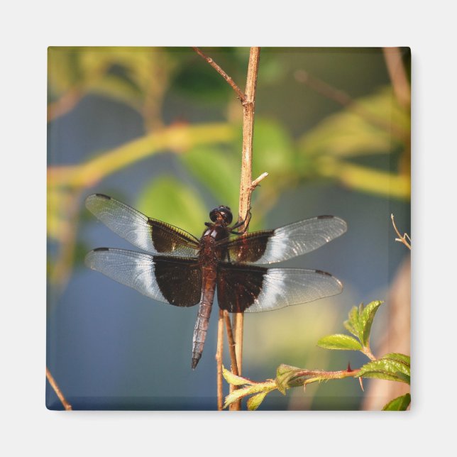 DragonFly Magnet (Front)