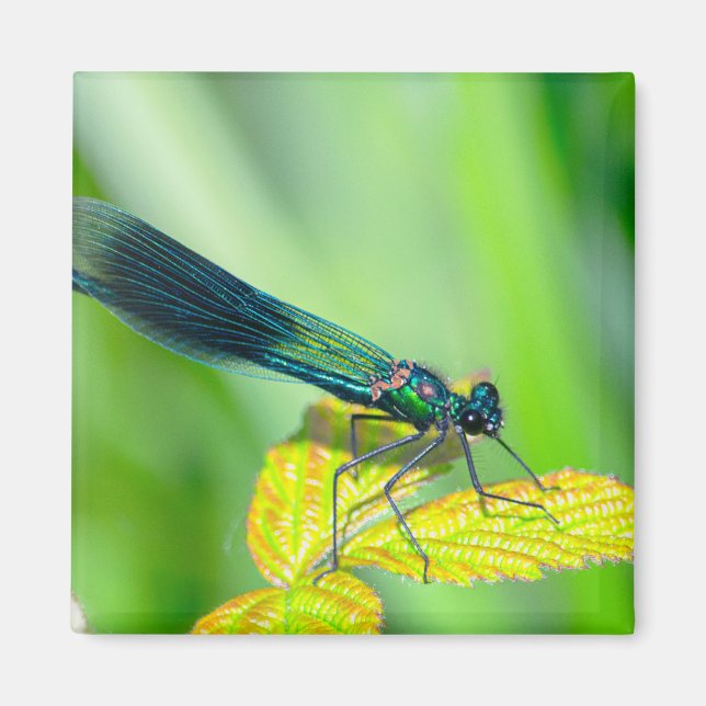 Dragonfly Magnet (Front)