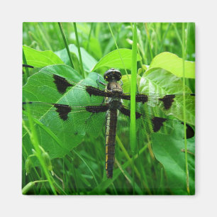 Dragonfly Magnet