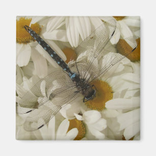 Dragonfly Magnet