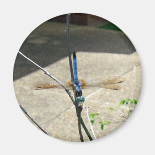Dragonfly Magnet