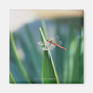 Dragonfly Magnet