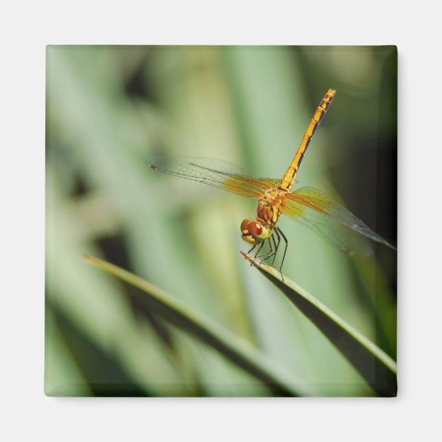 DragonFly Magnet (Front)