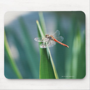 Dragonfly Mouse Pad