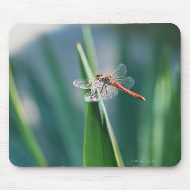Dragonfly Mouse Pad (Front)