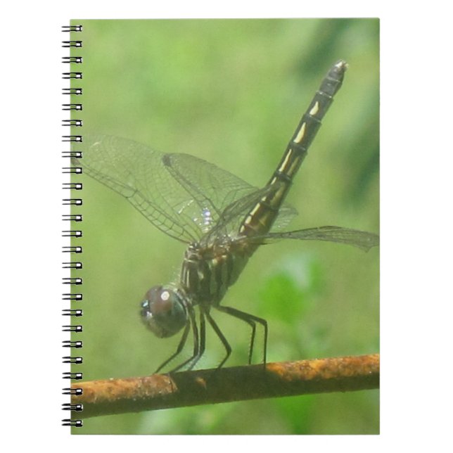 Dragonfly Notebook (Front)