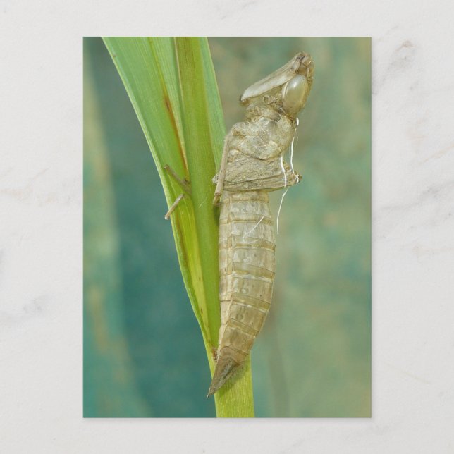 Dragonfly Nymph Shell Postcard. Postcard (Front)