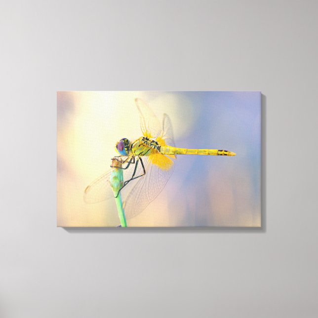 Dragonfly of several colors canvas print (Front)