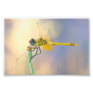 Dragonfly of Several Colors Photo Print