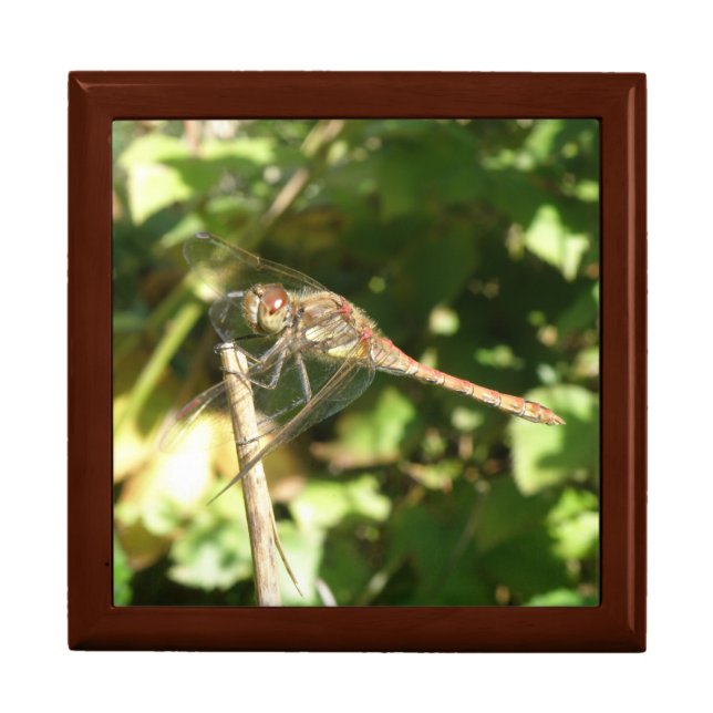 Dragonfly on a Twig Gift Box (Front)