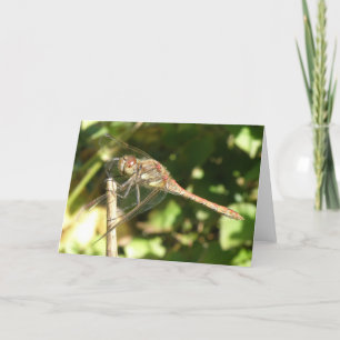 Dragonfly on a Twig Greeting Card