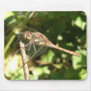 Dragonfly on a Twig Macro Mousepad