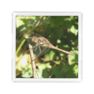Dragonfly on a Twig Perfume Tray