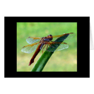 Dragonfly on Aloe Greeting Card