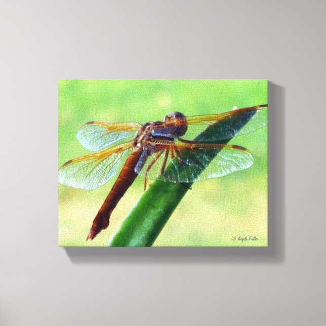 Dragonfly on Aloe Plant Wrapped Canvas Print (Front)