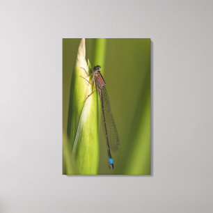 Dragonfly on budded iris canvas print