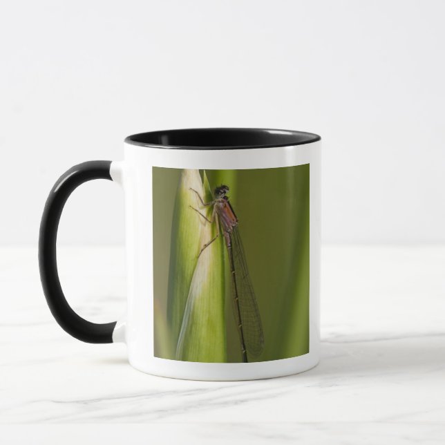 Dragonfly on budded iris mug (Left)