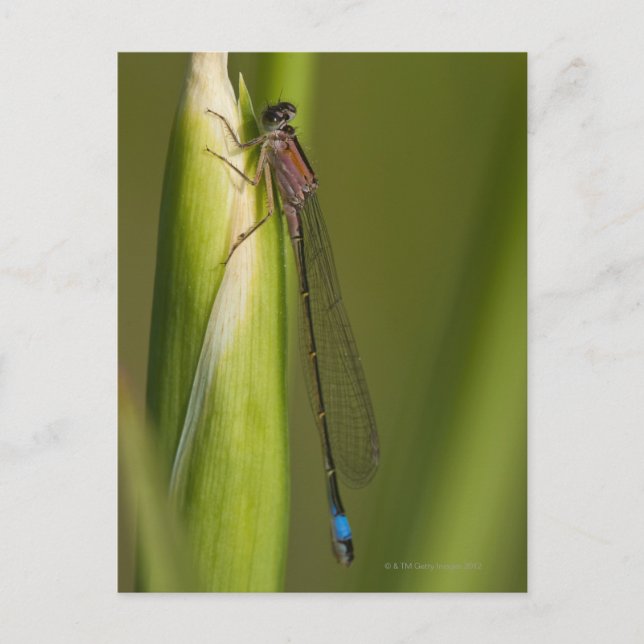 Dragonfly on budded iris postcard (Front)