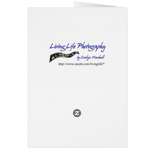 Dragonfly On Flower Card (Back)