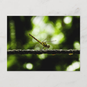 Dragonfly on green - Postcards