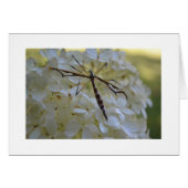 Dragonfly on Hydrangea (Front Horizontal)