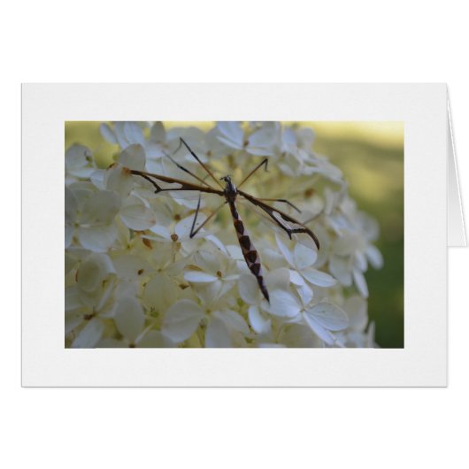 Dragonfly on Hydrangea Cards (Front Horizontal)