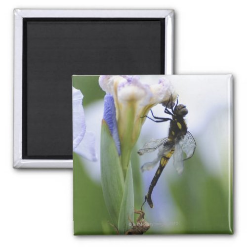 Dragonfly on iris magnet