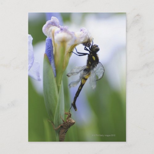 Dragonfly on iris postcard