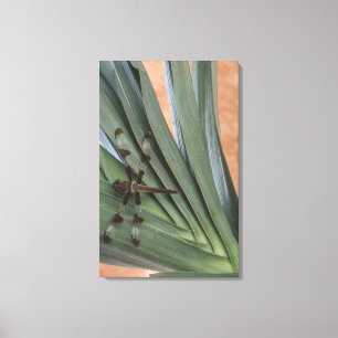 Dragonfly on plant canvas print